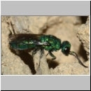 Trichrysis cyanea - Goldwespe 04a 6mm OS-Wallenhorst-Tongrube-Lehmwand.jpg